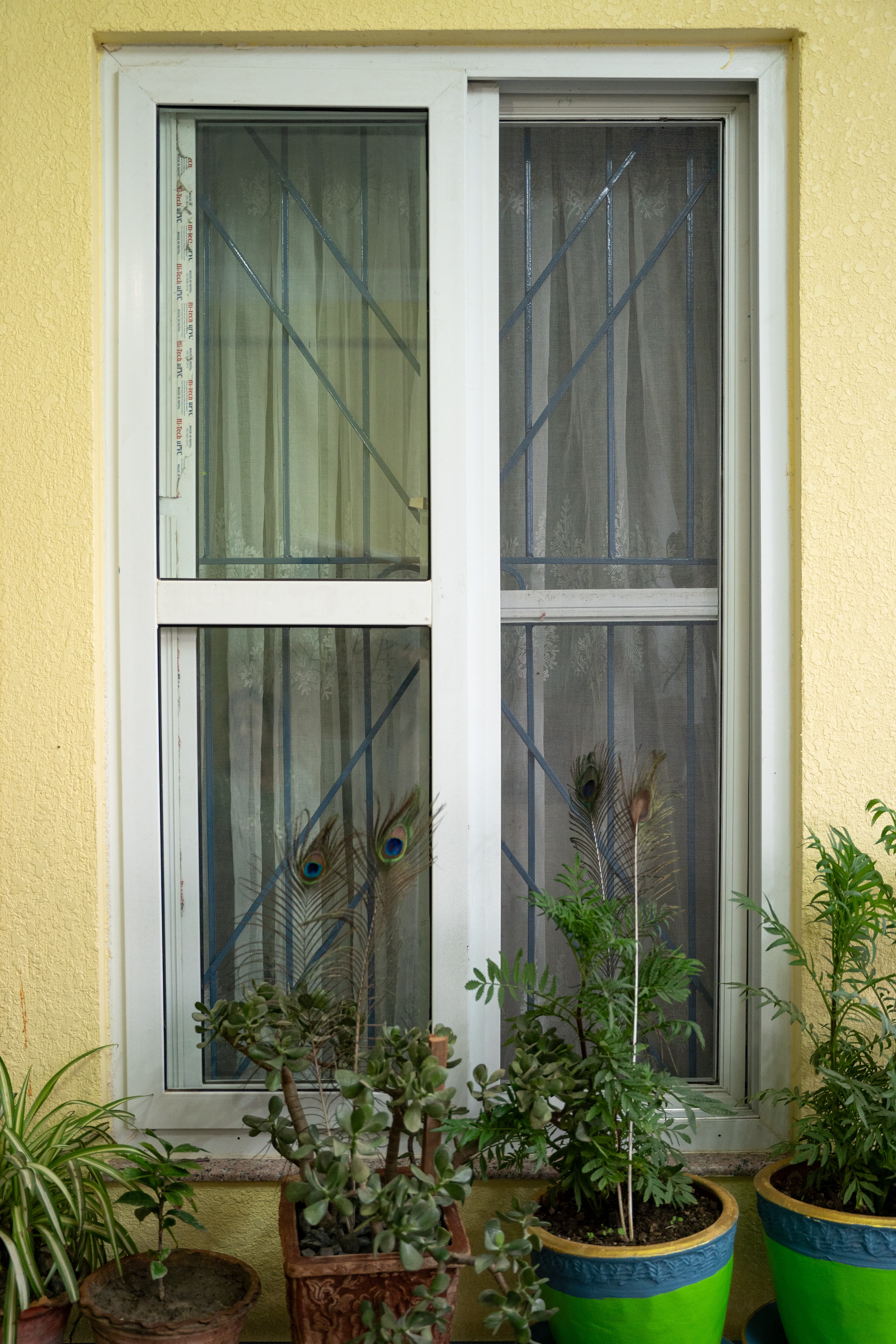 Plants